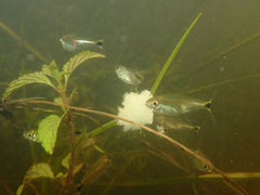 Golden Tetra photo 3