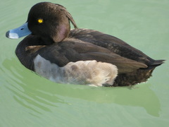 Aythya fuligula