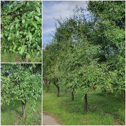 Ulmus davidiana, photograph 5