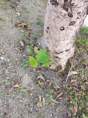 Magnoliopsida
