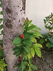 Ixora