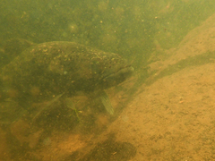 Black Wolf Fish photo 2