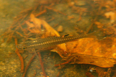 Pencilfish photo 1