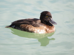Aythya fuligula