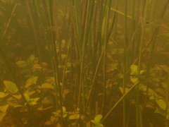 Golden Tetra photo 4