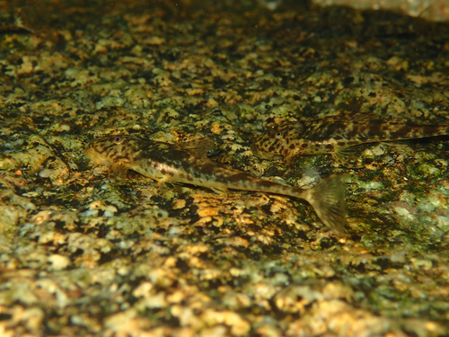 Harttiella longicauda