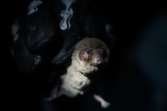 Mormoops megalophylla