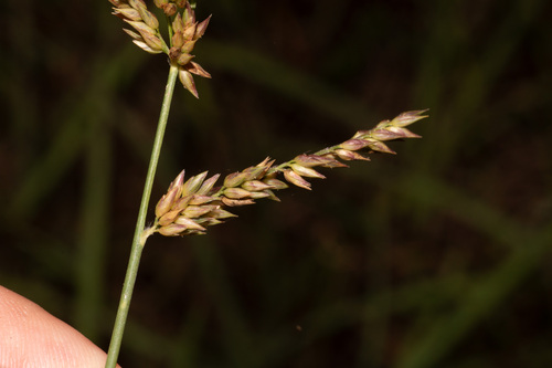 Arundinella hirta iNat (3)