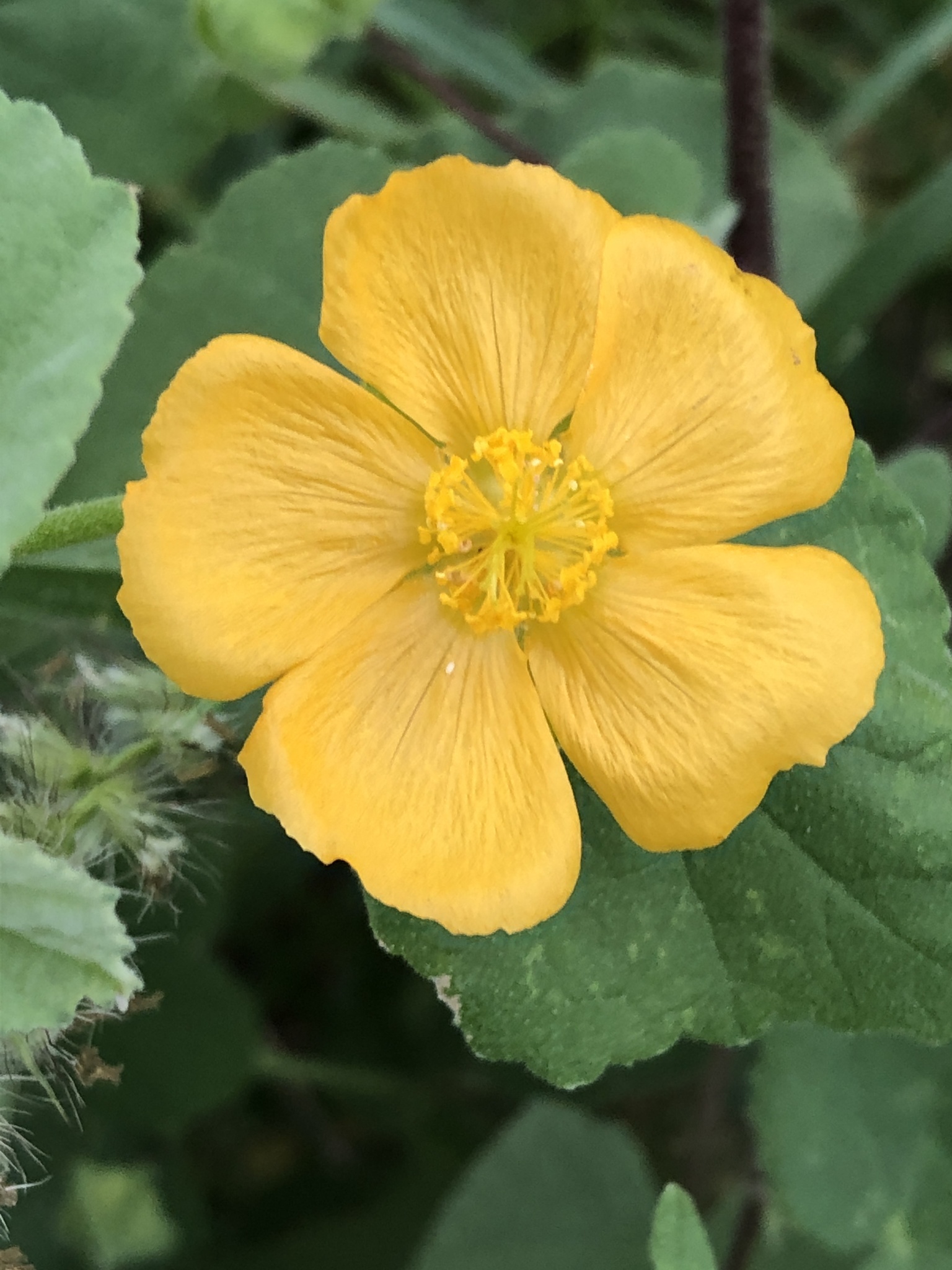 Abutilon abutiloides