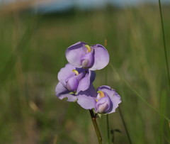 Swainsona procumbens