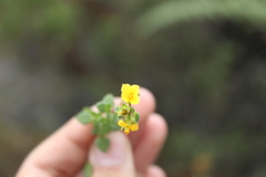 Chaetolepis microphylla