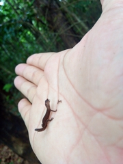 Coleodactylus meridionalis