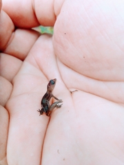 Coleodactylus meridionalis