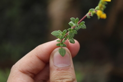 Chaetolepis microphylla