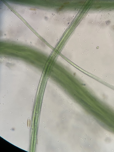 Microcoleus observed 2025-08-26