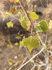 Populus deltoides wislizenii