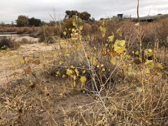 Populus deltoides wislizenii