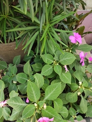 Impatiens walleriana
