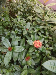 Ixora