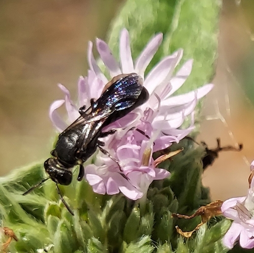 Schwarz's Masked Bee