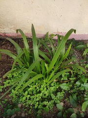 Liliopsida