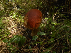 Boletus rubriceps