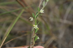 Scyphostelma