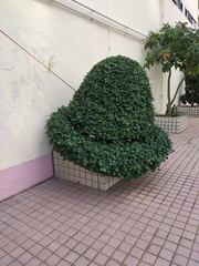 Magnoliopsida
