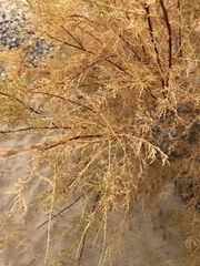 Tamarix chinensis