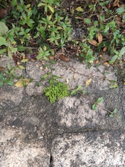Pilea microphylla