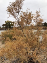 Tamarix chinensis