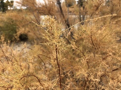 Tamarix chinensis
