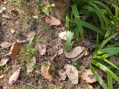 Liliopsida