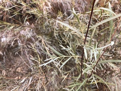 Salix exigua