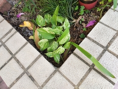 Epipremnum aureum