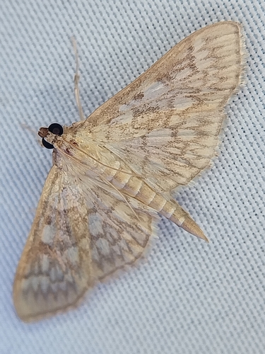 Bold-feathered Grass Moth photo 5