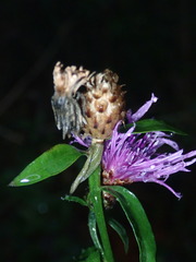 Centaurea × moncktonii