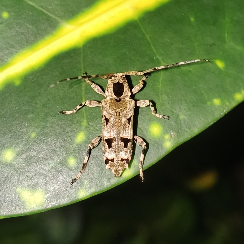 Colobothea maculicollis