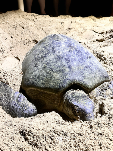 Chelonia mydas observed 2025-08-25