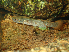 Anablepsoides igneus