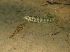 Zebra Darter photo 1