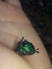 Phanaeus furiosus