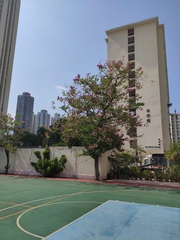 Magnoliopsida
