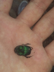 Phanaeus furiosus