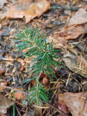 Abies holophylla