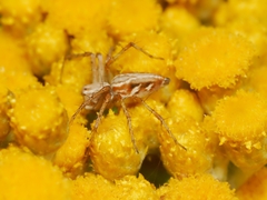 Oxyopes amoenus