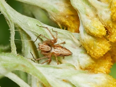 Oxyopes amoenus