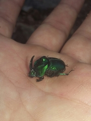 Phanaeus furiosus
