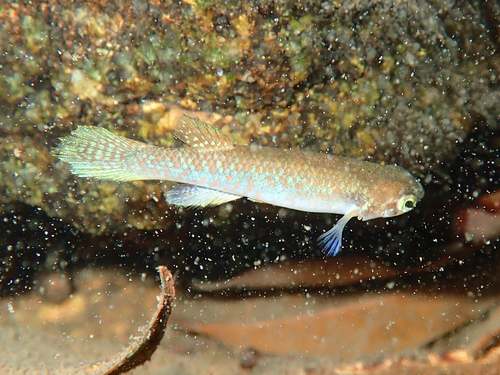 Género Laimosemion · NaturaLista Mexico