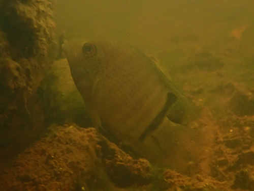 Heros efasciatus